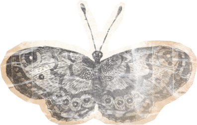 Weathered Historical Butterfly Cut-out